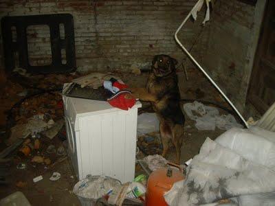 ¡CASO DE MALTRATO! 3 pobres perros (sobre todo la perrita, ENCERRADA CON BASURA Y ATADA) Madrid