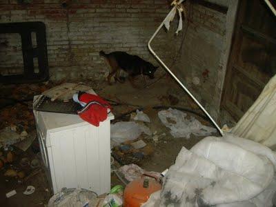 ¡CASO DE MALTRATO! 3 pobres perros (sobre todo la perrita, ENCERRADA CON BASURA Y ATADA) Madrid