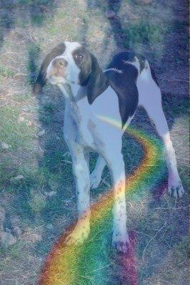 Adios mi pequeño ángel