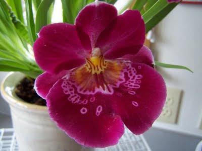 Miltoniopsis