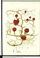 Ilustraciones de la flora on line