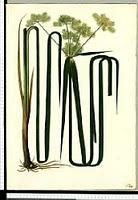 Ilustraciones de la flora on line