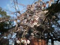 DIA 5: Iwakuni y Kyuushuu!! & VideoBlog 42 DIA 5: Iwakuni y Kyuushuu!! & VideoBlog 42