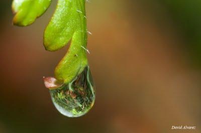 Tan sólo una gota de agua