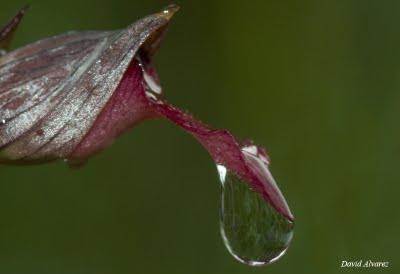 Tan sólo una gota de agua