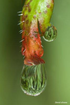 Tan sólo una gota de agua