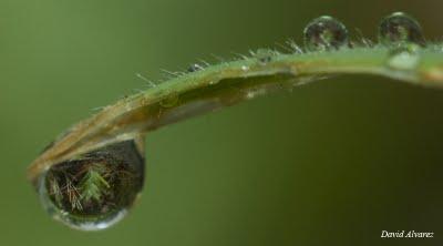 Tan sólo una gota de agua