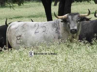 Toros del Excmo. Conde de la Maza para Sevilla