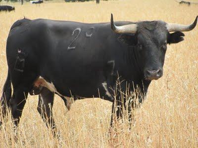 Toros del Excmo. Conde de la Maza para Sevilla