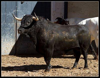 Los toros del Domingo de Resurrección en Las Ventas