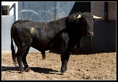 Los toros del Domingo de Resurrección en Las Ventas