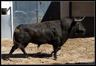 Los toros del Domingo de Resurrección en Las Ventas