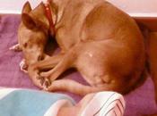 Lola, favor leed historia, ella rescatadora tenemos lograrlo