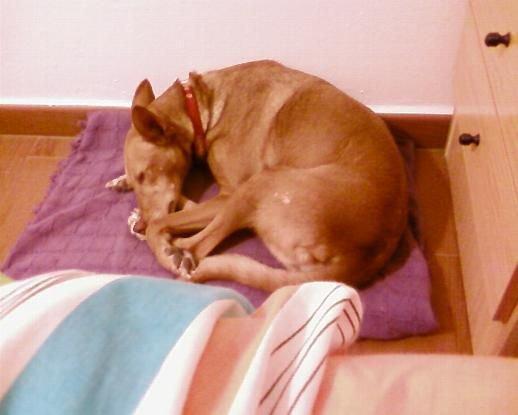 Lola, por favor leed su historia, por ella y por su rescatadora tenemos que lograrlo