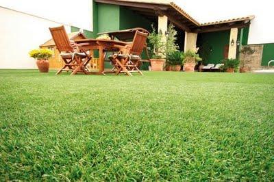 Cesped - especies de cesped Cesped - especies de cesped