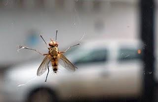 En esta época de calor, recomienda IMSS diversas acciones para evitar el paludismo