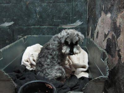 MUY URGENTE!!! Perrita viejita en LA perrera, apenas ve y le faltan dientes.