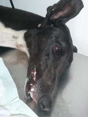 EMY, la triste realidad de ser galgo en España.