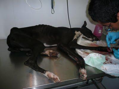 EMY, la triste realidad de ser galgo en España.