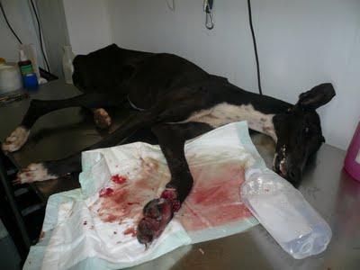 EMY, la triste realidad de ser galgo en España.