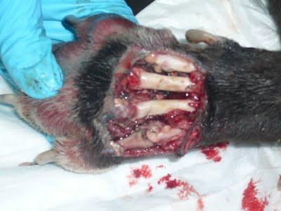 EMY, la triste realidad de ser galgo en España.