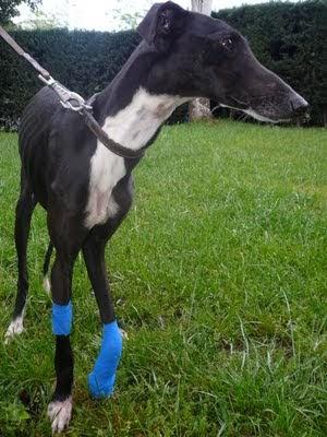 EMY, la triste realidad de ser galgo en España.