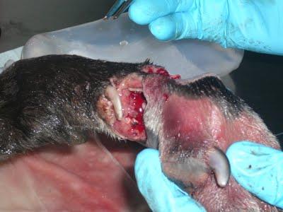 EMY, la triste realidad de ser galgo en España.