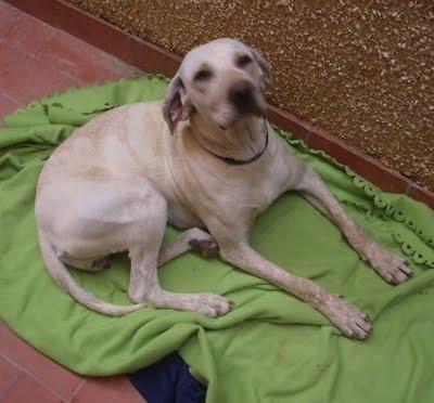 CANDY perra maltratada en murcia, ayuda a darle una oportunidad.