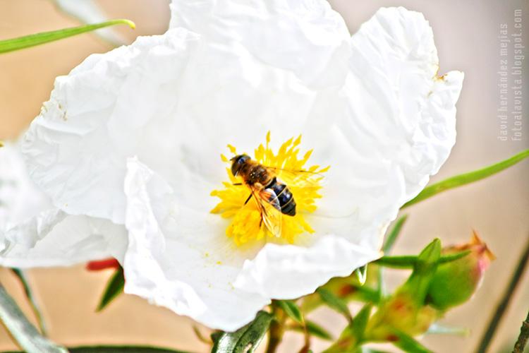 Una abeja trabaja sobre una blanca flor de jara en Manzanares el Real, Madrid