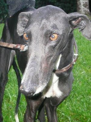 Emy, un ejemplo mas de que lo que sigifica nacer galgo en España