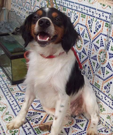 Historias de adoptados . Axel