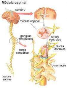 No tomar el sol y mononucleosis son los factores de mayor riesgo de esclerosis