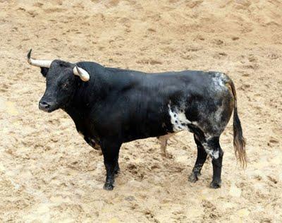 Toros de Dolores Aguirre para mañana