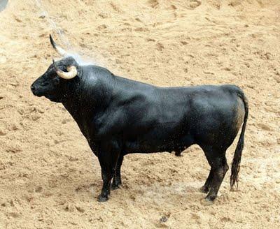 Toros de Dolores Aguirre para mañana