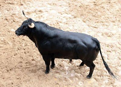 Toros de Dolores Aguirre para mañana