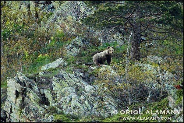 El Oso Pardo de los Pirineos: Grabado por Oriol Alamany