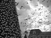 pájaros