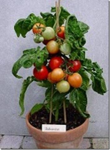 tomates maceta tomates maceta