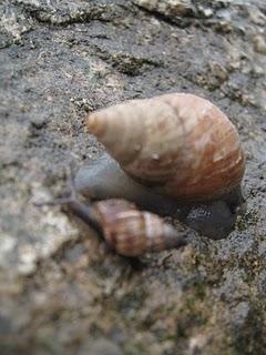 LOMAS DE LUCUMO: UN MILAGRO VERDE EN LIMA