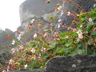 LOMAS DE LUCUMO: UN MILAGRO VERDE EN LIMA