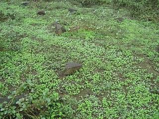 LOMAS DE LUCUMO: UN MILAGRO VERDE EN LIMA