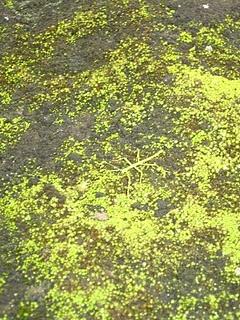 LOMAS DE LUCUMO: UN MILAGRO VERDE EN LIMA