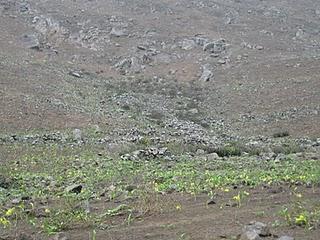 LOMAS DE LUCUMO: UN MILAGRO VERDE EN LIMA
