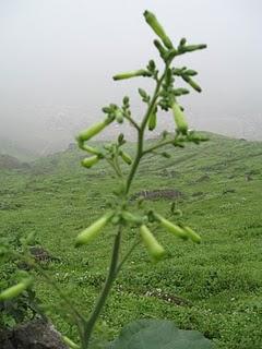 LOMAS DE LUCUMO: UN MILAGRO VERDE EN LIMA