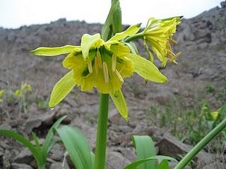 LOMAS DE LUCUMO: UN MILAGRO VERDE EN LIMA