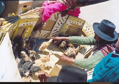 EN EL TREN MACHO HACIA HUANCAVELICA