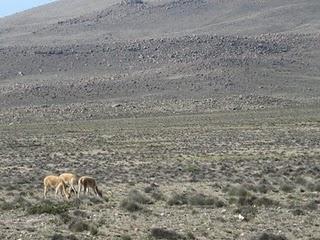 EN LA FIESTA DE LA MAMACHA CANDELARIA