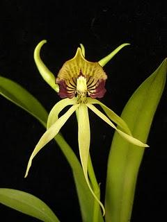 Locos por las orquídeas