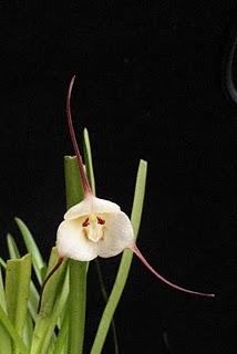 Locos por las orquídeas