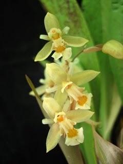 Locos por las orquídeas